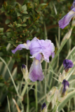 Iris pallida 'Argentea Variegata' RCP5-2012 018.JPG
